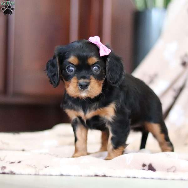 Jewel, Cavalier King Charles Spaniel Puppy